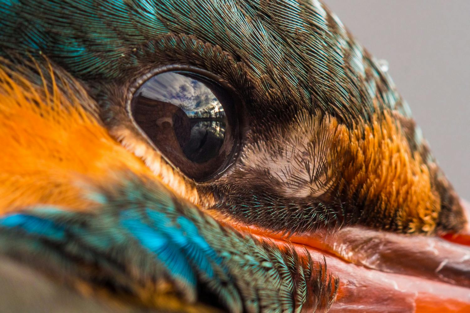 fågelöga med spegling